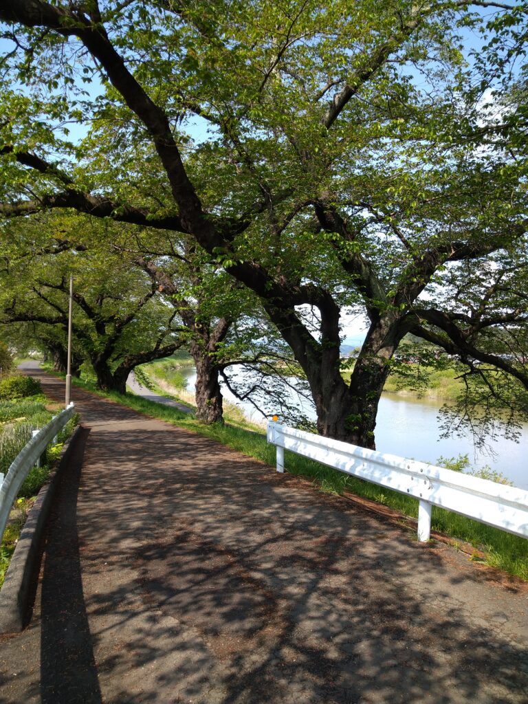 白石川堤沿いの遊歩道の様子を撮影した写真