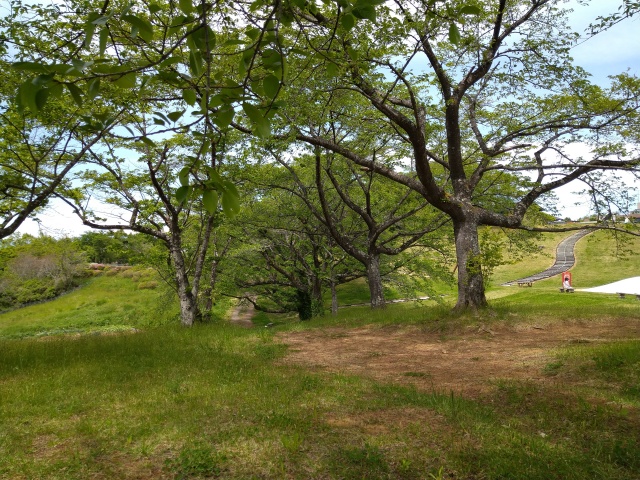 木陰から見た桜並木の様子を撮影した写真