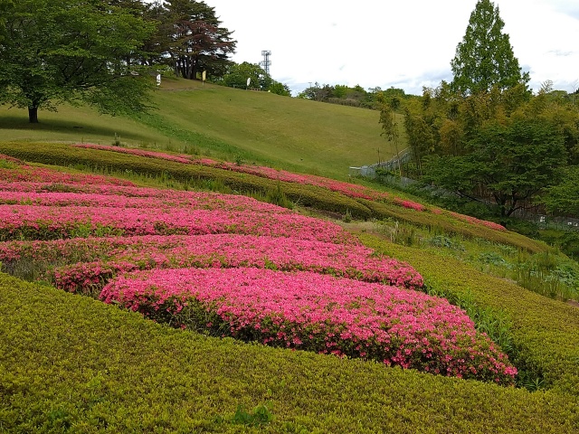 ピクニック広場の花畑の様子を撮影した写真