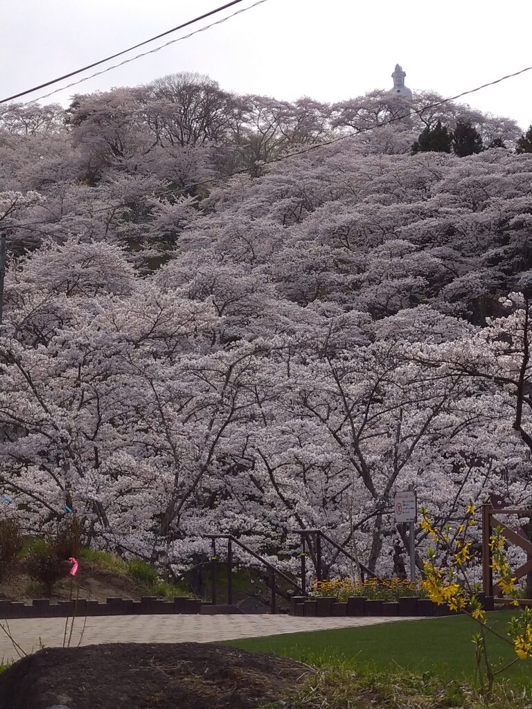 桜の時期の、船岡城址公園の満開の桜と、観音像の様子を撮影した写真