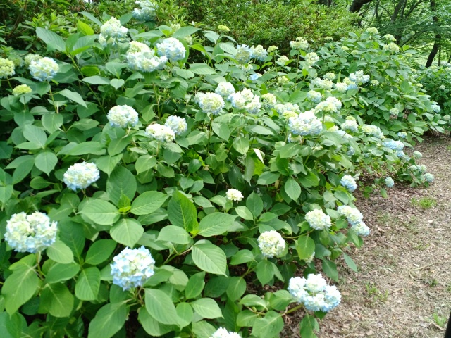 船岡城址公園の紫陽花の様子を撮影した写真